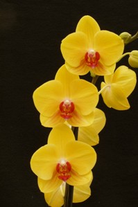 Phalaenopsis Tiannong Yellow Nice Morongo Fest HCC/AOS 76 pts. 20186036